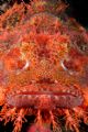   Portrait scorpion fish. Puerto Galera Mindoro. fish Mindoro  
